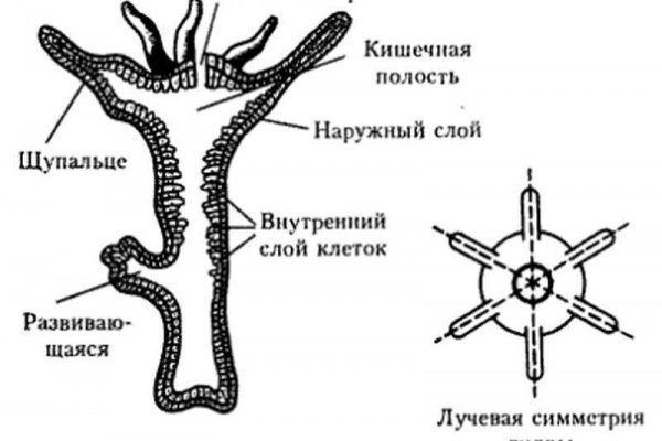 Www kraken 20at net